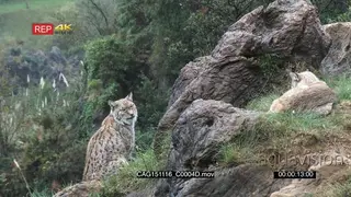 Eurasian Lynx siting on prairie looking around LS