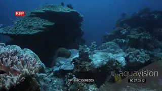 Wide tracking shot of a day octopus sitting on the reef in disguise showing how well he.