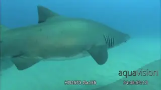 Pregnant female Spotted Ragged Tooth Shark swim near ocean floor.