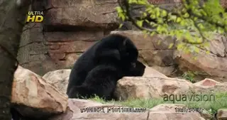Dominance display of two adult of Black Bears fighting, intimidating behaviour.