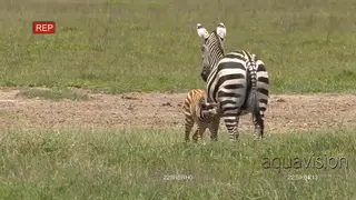 Adult Zebra back view, with a young baby foal in the Ngorongoro Crater nursing from her.