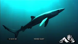Mako shark swimming UW