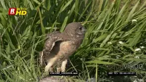{2} Burrowing owls Standing walking back and flapping wings and one flying off