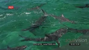Nurse Sharks swimming in circles aggressively in ocean out of the blue HA MLS HAND SLOWMO