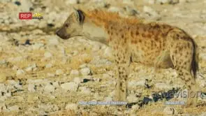 Spotted Hyena walking through a dry rocky landscape