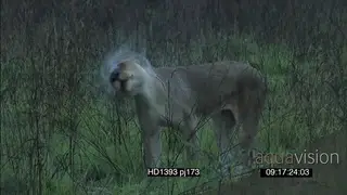 African Lioness pride with sub-adult lions social interaction playing fighting grooming.