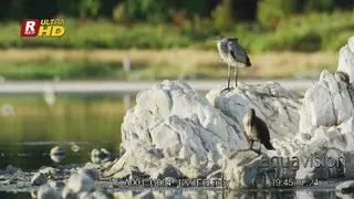 Grey heron and White-breasted cormorants standing on rocks, in flight and looking around.
