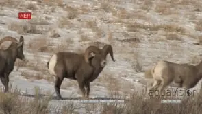 Bighorn Sheep herd running and fighting on snowy prairie WS PAN