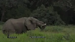 African Elephant Standing on grass Drinking from the Waterhole GENERAL BEHAVIOUR