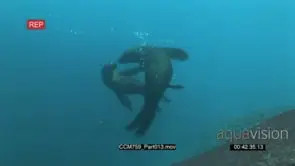 Cape Fur Seals swimming turning and showing affection and Mating Behaviour underwater…