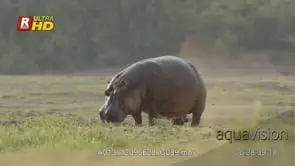 Cape buffalo standing, looking towards camera, urinating and ruminating.