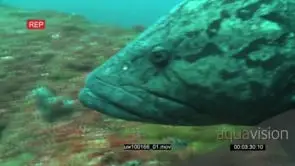 Potato Bass swimming and feeding underwater in ocean deep CU PAN HAND