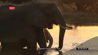 Adult elephant and a elephant calf standing in a river and drinking water MS