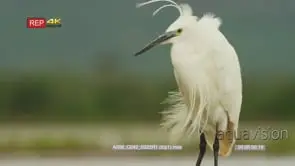 Little egret scratching itself