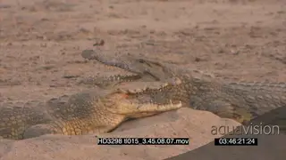 Nile Crocodiles laying on the riverbank aggressive towards each other fighting MS