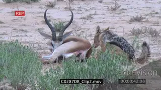 Black-backed Jackals attack and kill Springbok Antelope AmCam