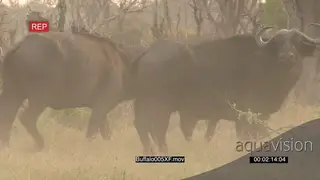 Herd of Cape buffalo running WS PAN