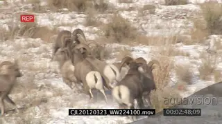 Male bighorn sheep displaying and chasing females on snow covered prairie LS PAN