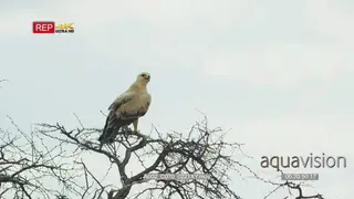 Tawny eagle perched in tree