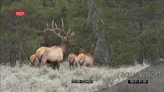 A herd of elk deers walking , standing and looking around WS