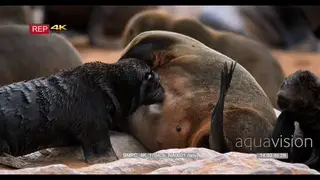 CU of juvenile cape fur seal suckling on its mom