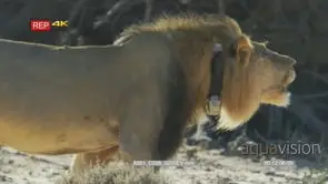 Close side view shot of big male lion walking and roaring