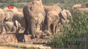 Young Elephant calf falls in a muddy waterhole and cries for help and gets rescued by a.