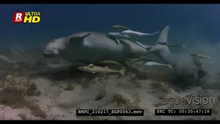 A Close Up shot of a Dugong, Dugong dugon covered in Remora swims stuck on it.