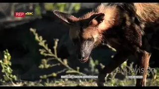 SLOW MOTION African Wild Dog walking into the Dark Bush