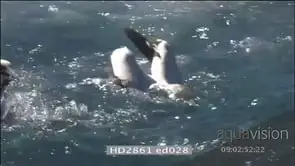 Sardine Run Cape Gannets diving into water resurfacing from underwater zoom in fight.