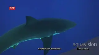 Great White Shark swimming underwater in ocean MLS HAND