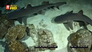 Whitetip reef sharks hunting at night