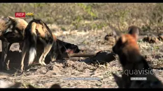 African Wild Dogs Feeding and pulling he kill while the others are sitting on the side.