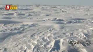 Arctic Blizzard blowing wind, morning.