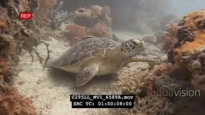 Hawksbill sea turtle on reef
