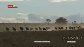 Blue Wildebeest herd running and making dust clouds on bushveld following each other WS.