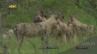 African wild dog pack patrolling area hunting scouting around