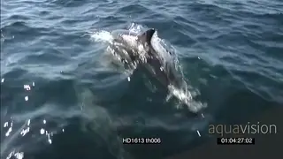 Common Dolphin pod porpoising TRACKING AW