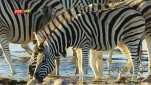 Zebra herd drinking from a waterhole