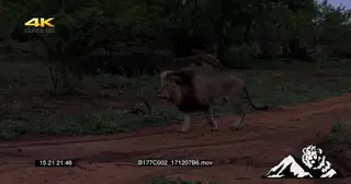 2 Male Lions walking and Roaring GENERAL BEHAVIOUR