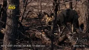 Adult male of African Wild Dog side view, walking, patrolling territory.