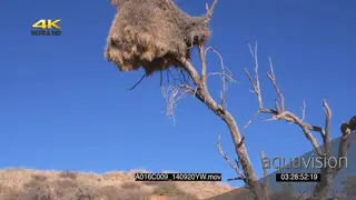 SCENIC Sociable Weaver nest tree Clear blue sky background