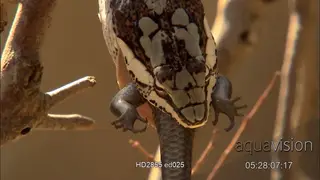 Vine Snake swallowing a Lizard carcass.