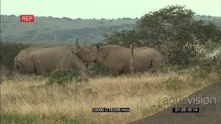 A pair of Black Rhinos fighting WS
