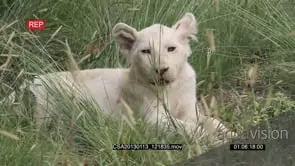White lion cub resting scouting around GOOD LIGHT