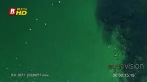 Sardine Run shoal, gather, travelling, migrating.