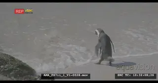 African penguin walking and diving into the sea, slowmo, walking, diving, swimming, sea.