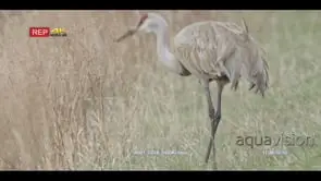 Sandhill crane walking around and feeding WS GOOD LIGHT