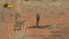 Three Meerkats walking to a Cape cobra hooding while defending itself and trying to…