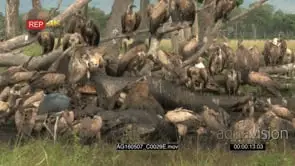 Diversity of vultures and hyena gathered and eating from an elephant carcass.